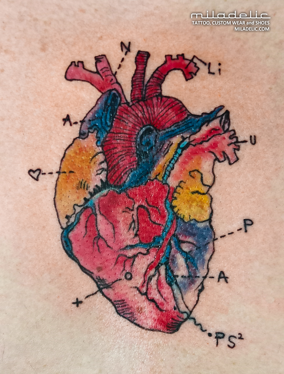 studio tatuazu w warszawie serce kolorowy tatuaz na klacie projekt i wykonanie miladelic studio tatuazu brodno targowek praga zacisze bialoleka